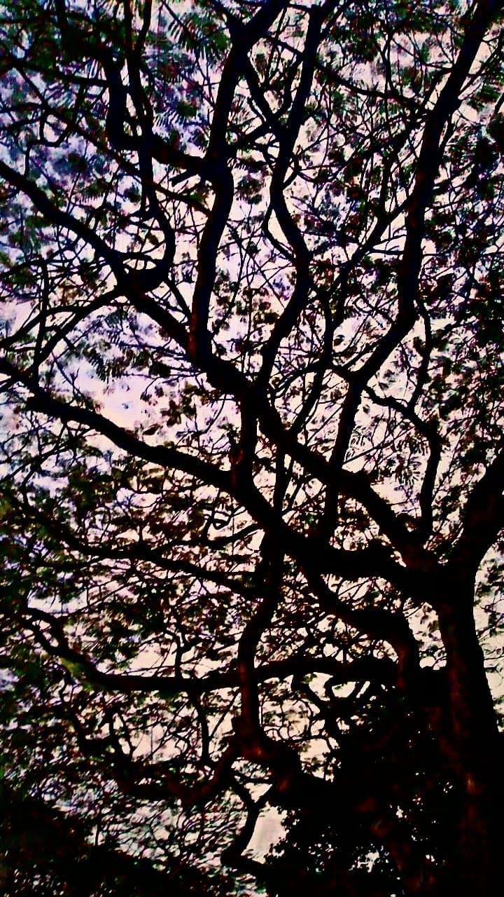 Nature beauty